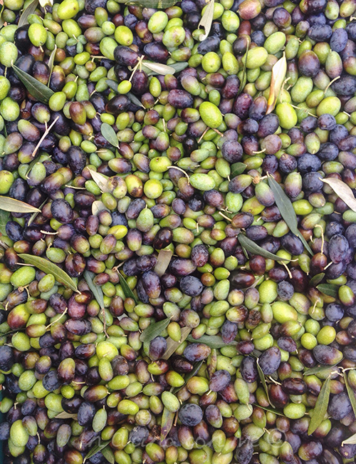 Olive raccolte
